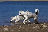 SIBERIAN HUSKY 590